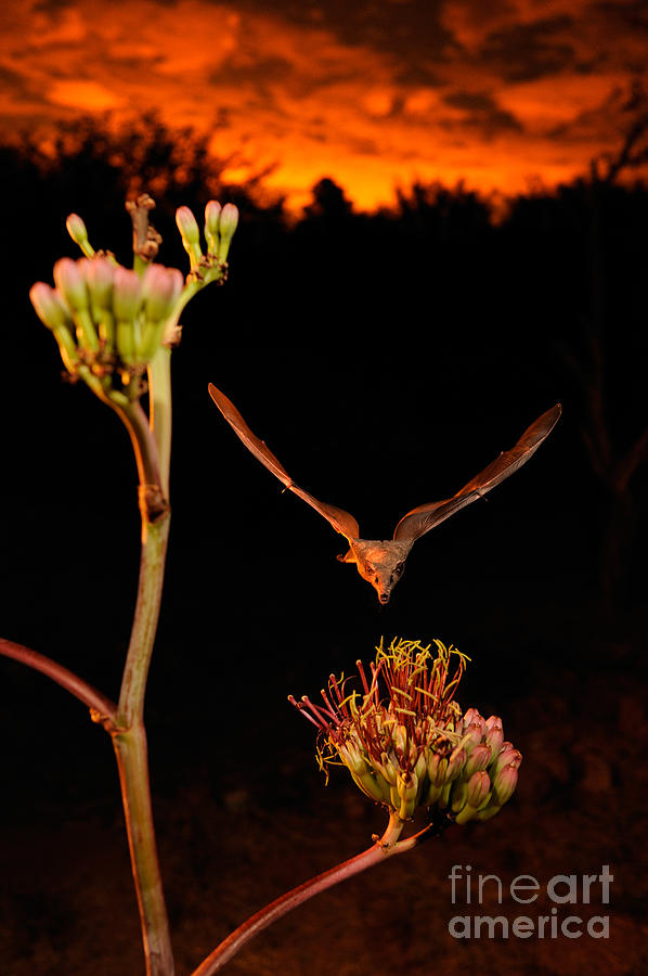 Mexican Long-tongued Bat #1 Photograph by Scott Linstead