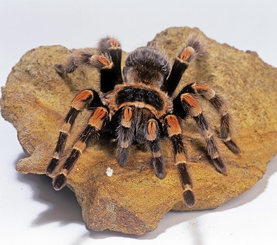 mexican-red-knee-tarantula-photograph-by-natural-history-museum-london