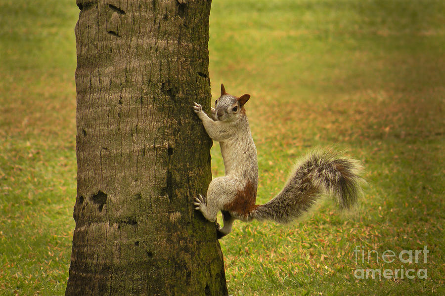 Mexican Squirrel #1 Photograph by Ron Sanford - Pixels