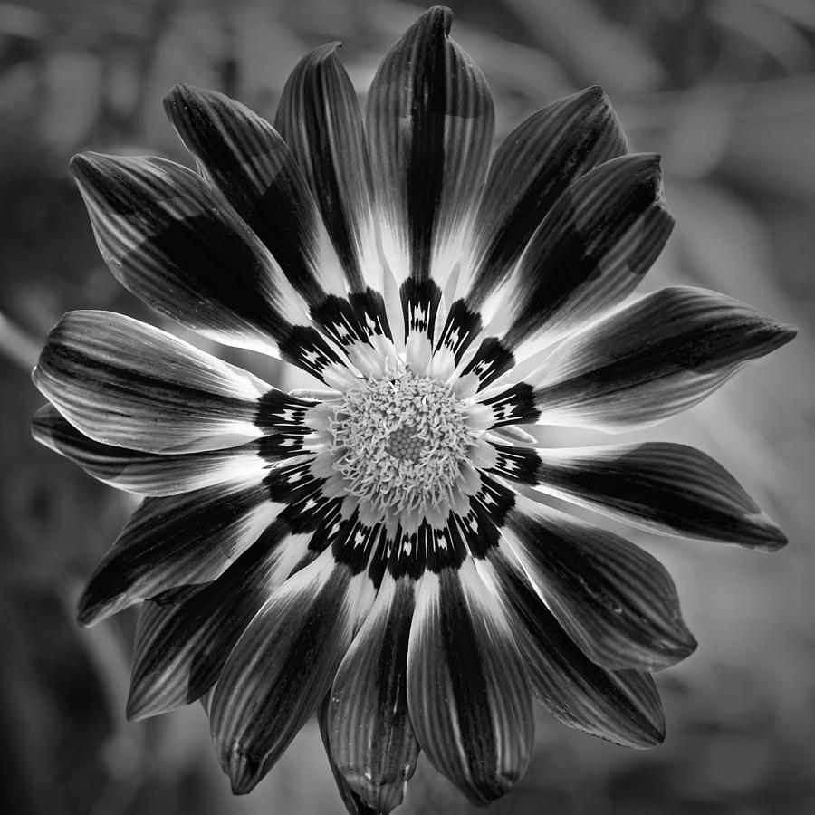 Mexican Sunshine Photograph by Jurgen Lorenzen - Fine Art America