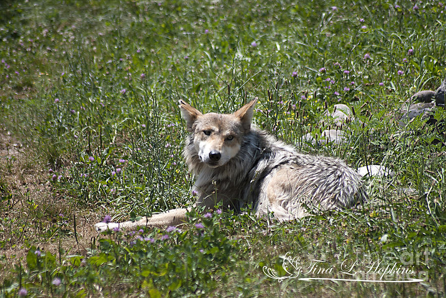Mexican Wolf I #1 Photograph by Tina Hopkins