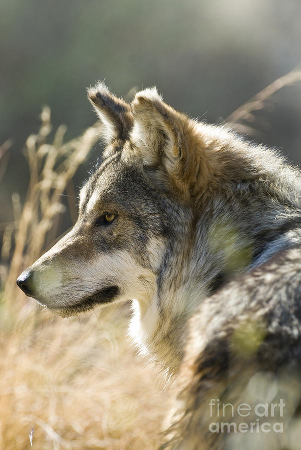 Mexican Wolf #1 Photograph by William H. Mullins