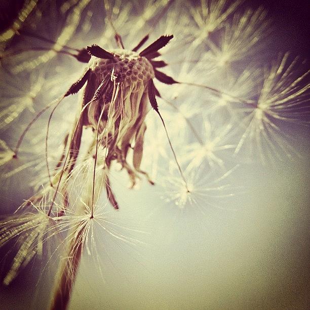 Nature Photograph - #mgmarts #dandelion #makeawish #wish #1 by Marianna Mills