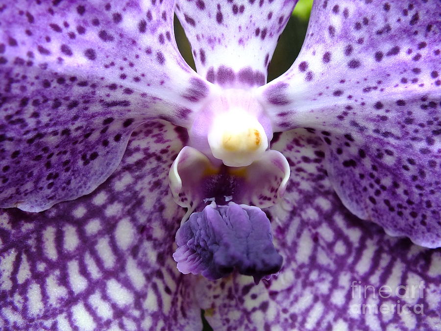 Orchid Photograph - Micro Orchid #1 by Yenni Harrison