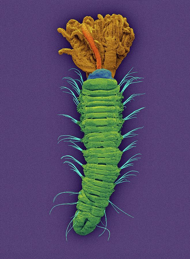 Feather Still Life Photograph - Micro-polychaete Worm (augeneriella Dubia) #1 by Dennis Kunkel Microscopy/science Photo Library