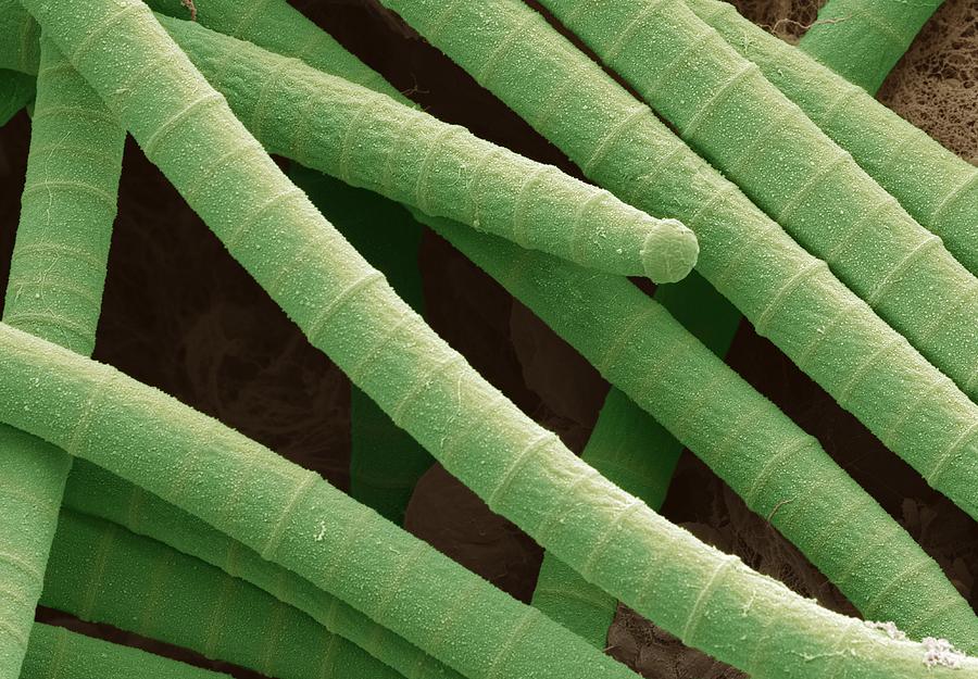 Nature Photograph - Microcoleus cyanobacteria, SEM #1 by Science Photo Library