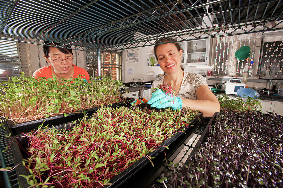 Microgreen Nutrient Research #1 Photograph by Peggy Greb/us Department Of Agriculture