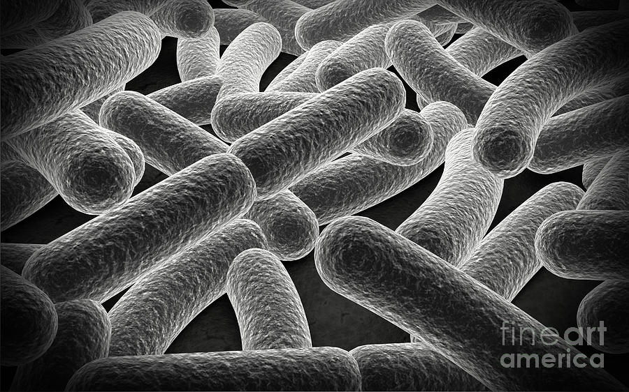 bacilli bacteria microscope