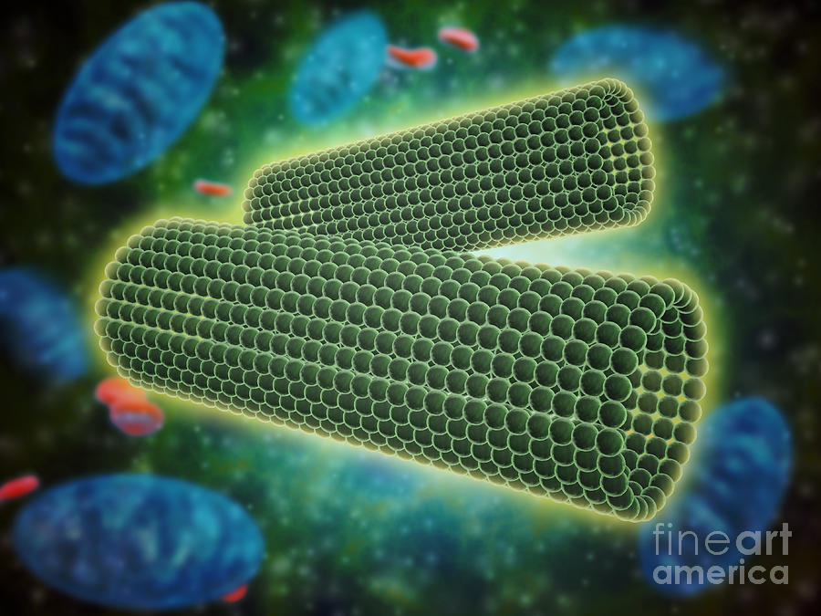 Microscopic View Of Centrioles #1 Digital Art by Stocktrek Images