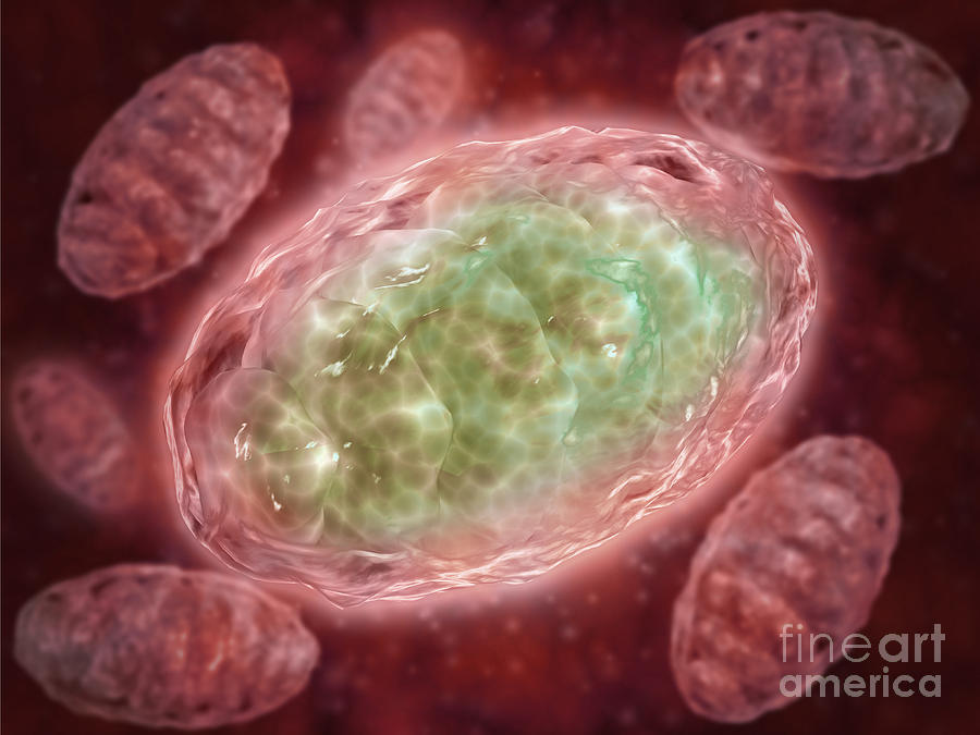 Microscopic View Of Mitochondria #1 Digital Art by Stocktrek Images