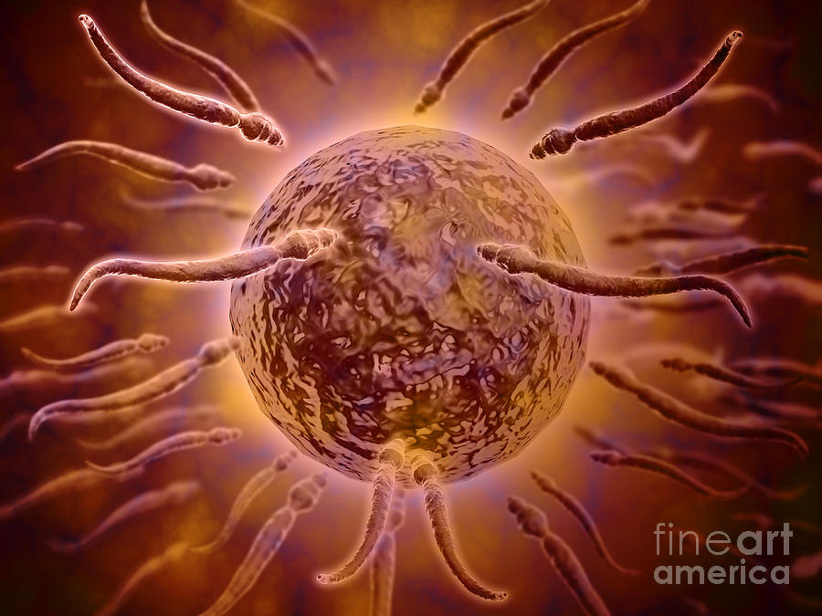 Microscopic View Of Sperm Swimming #1 Digital Art by Stocktrek Images