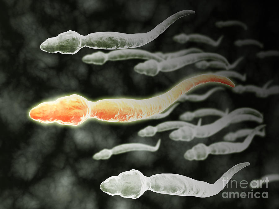 Microscopic View Of Sperm Traveling #1 Digital Art by Stocktrek Images