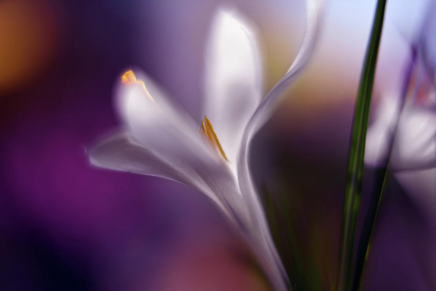 Flower Photograph - Midnight Crocus #1 by Heidi Westum