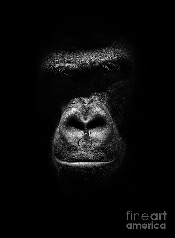 Mighty Gorilla Photograph by Jaroslaw Blaminsky