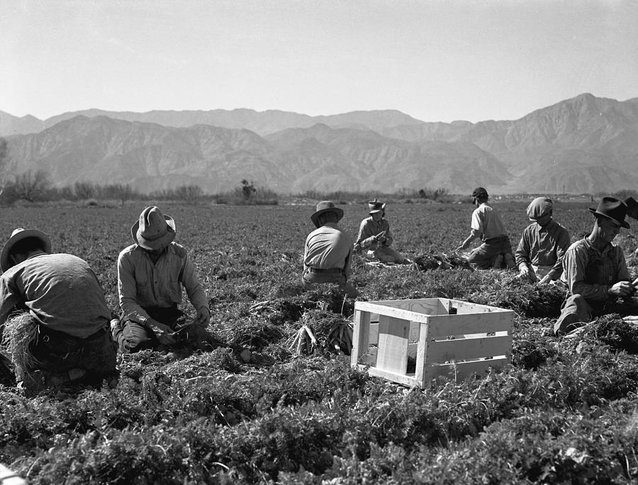 Carrot Photograph - Migrant Workers, 1937 #1 by Granger