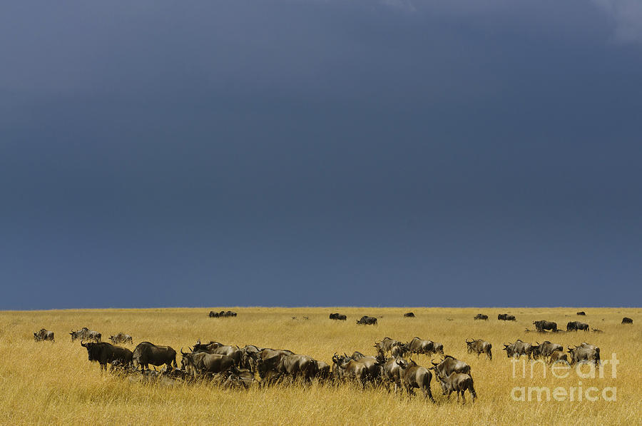 Migrating Wildebeests #1 Photograph by John Shaw