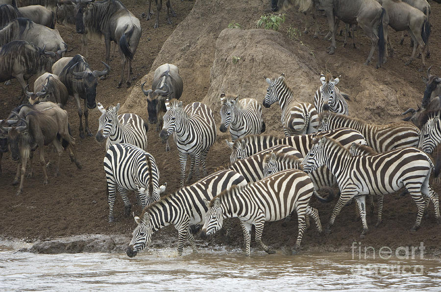 Migrating Zebras And Wildebeests Photograph by John Shaw - Fine Art America