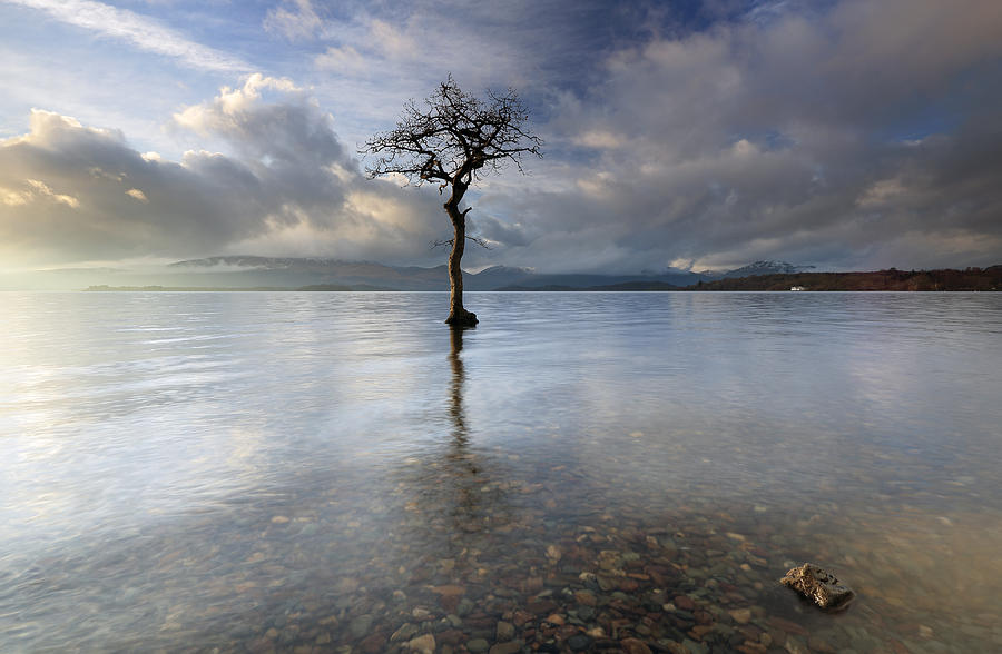 Loch Lomond Photograph - Milarrochy Bay Tree #1 by Grant Glendinning