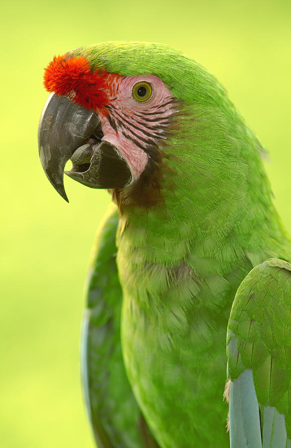 Military Macaw Portrait Amazonian Photograph by Pete Oxford