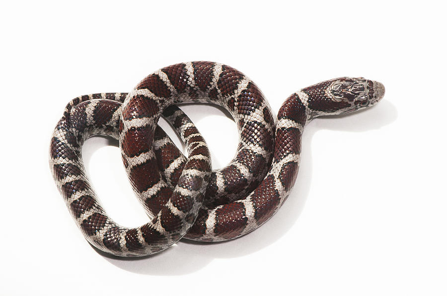 Milk Snake, Lampropeltis Triangulum #1 Photograph by Scott Camazine Milk Snake, Lampropeltis Triangulum #1 Photograph by Scott Camazine
