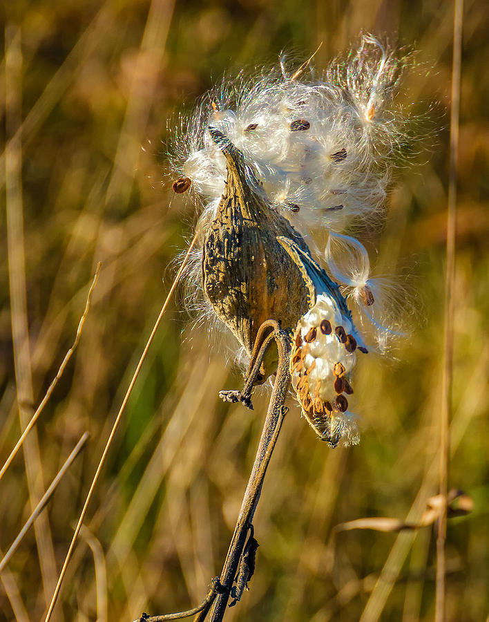 Fall Photograph - Milkweed 2 #1 by Steve Harrington