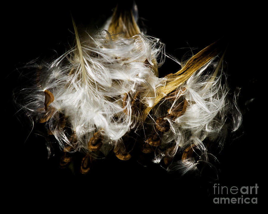 Milkweed #1 Photograph by Ronald Grogan