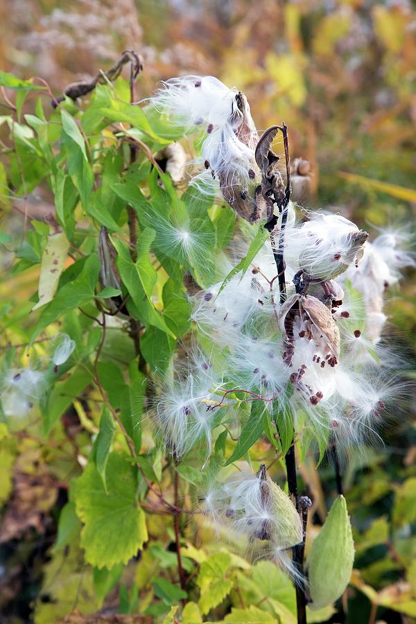 Milkweed Seed Pods Photograph by Jim West - Pixels