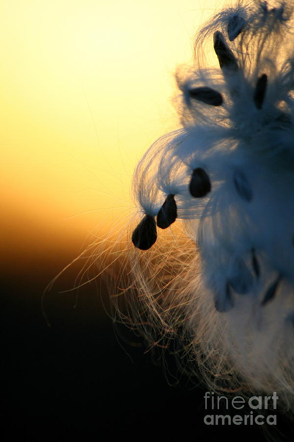 Milkweed Sunset Photograph
