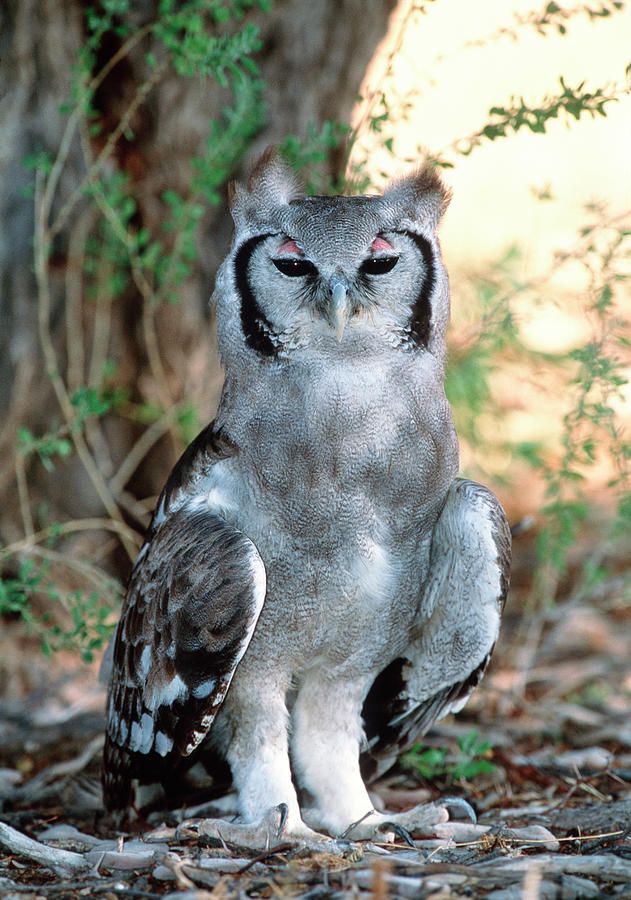Milky Eagle Owl Photograph by Tony Camacho/science Photo Library