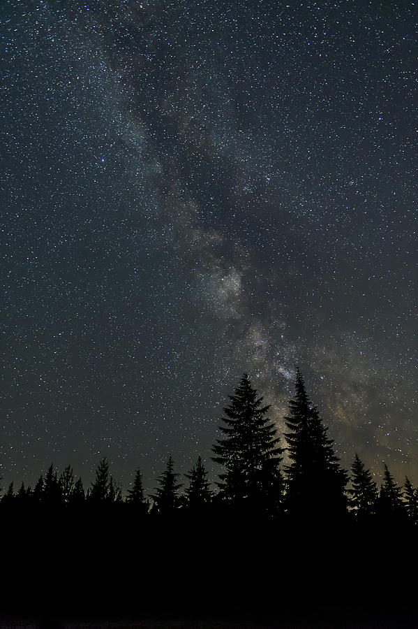 Milky Way And Trees #1 Photograph by John Shaw