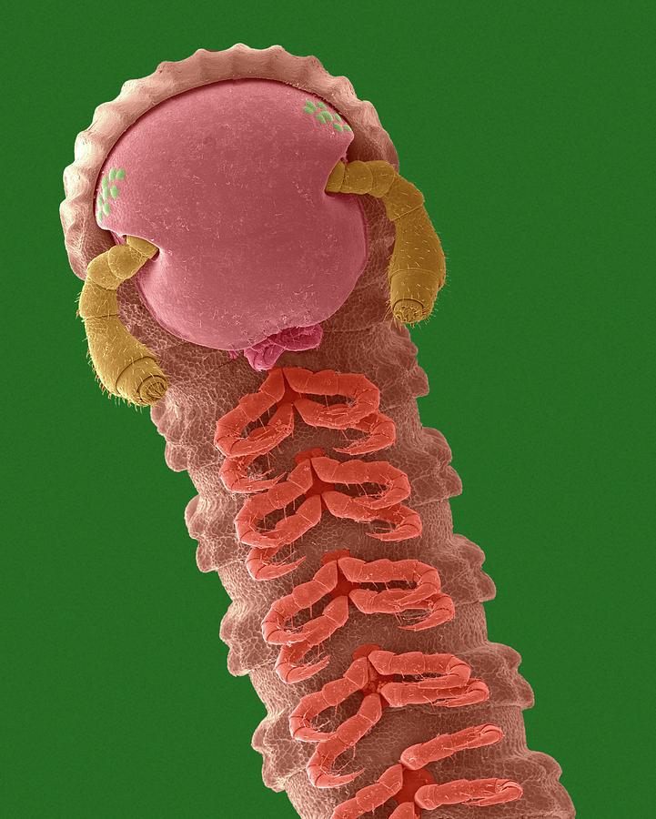 Millipede (class Diplopoda) #1 Photograph by Dennis Kunkel Microscopy/science Photo Library
