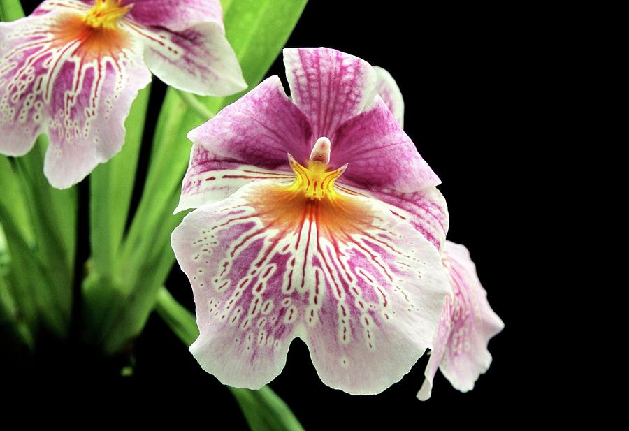 Miltoniopsis cindy Kane X Beethoven #1 Photograph by Neil Joy/science Photo Library