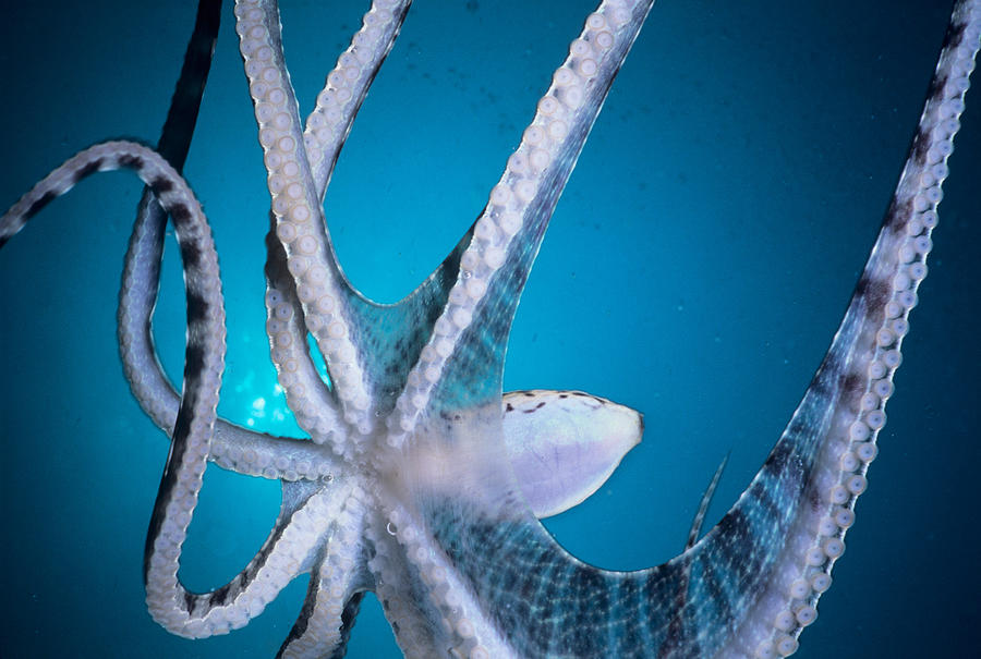 Mimic Octopus #1 Photograph by Jeff Rotman