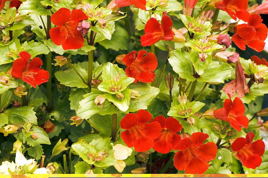 Mimulus sp #1 Photograph by Science Photo Library - Pixels