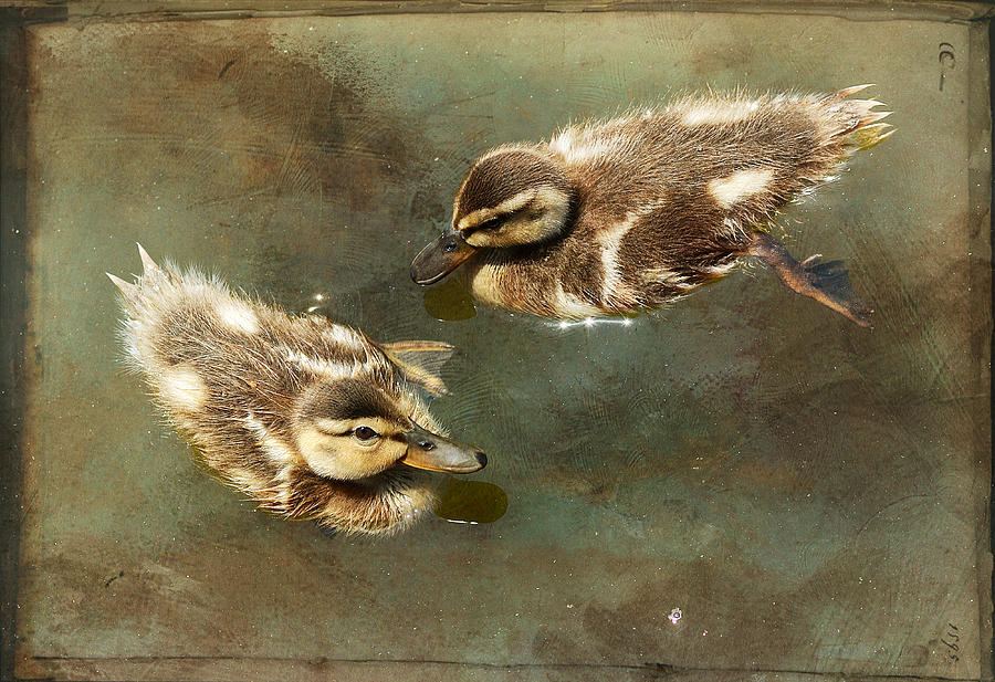 Wildlife Photograph - Mini Quackers #1 by Fraida Gutovich