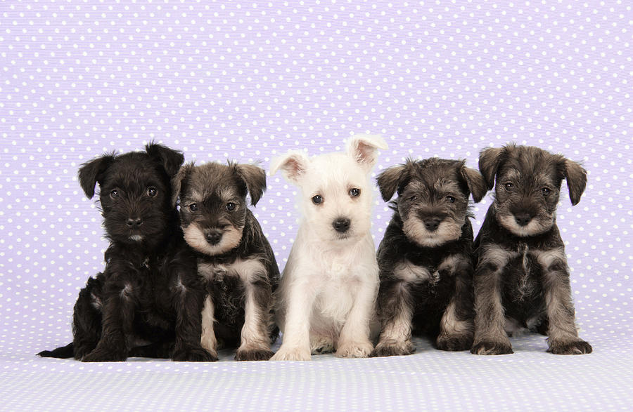 Miniature Schnauzer Puppies #1 Photograph by John Daniels