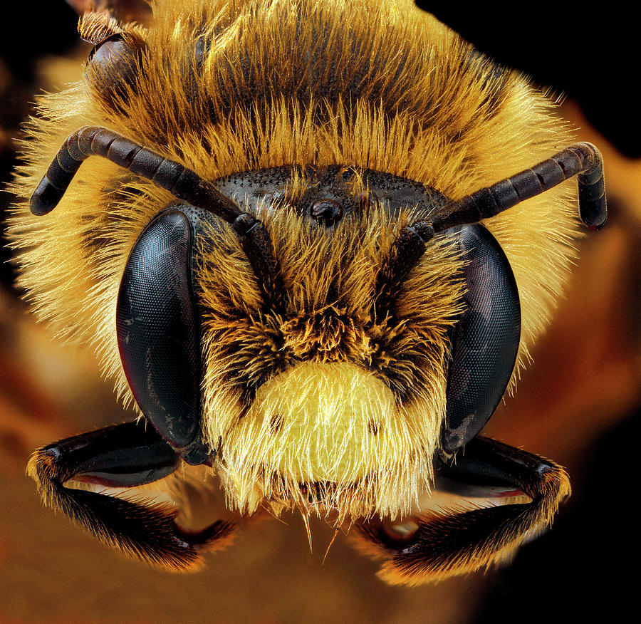 Mining Bee #1 Photograph by Us Geological Survey