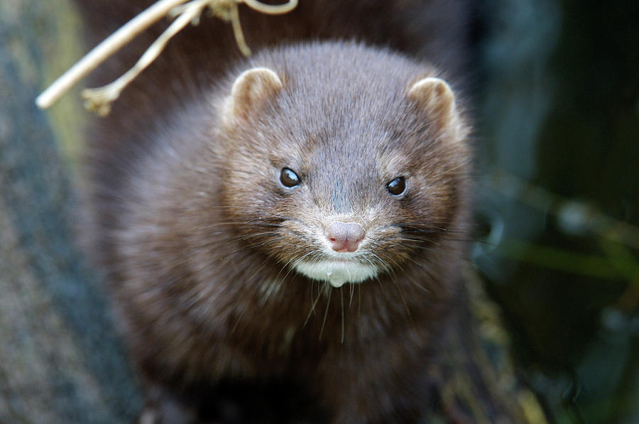 Mink #1 Photograph by Louise Murray/science Photo Library