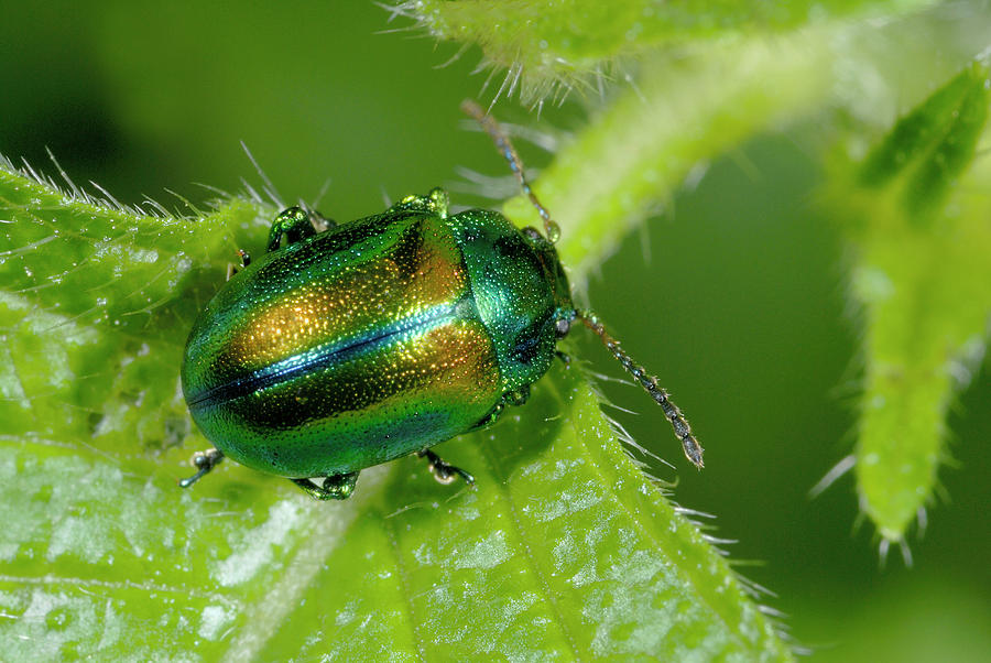 Mint Beetle Photograph by Nigel Downer | Fine Art America