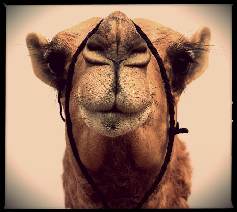 Miss Camels Photograph by Mumen Khatib