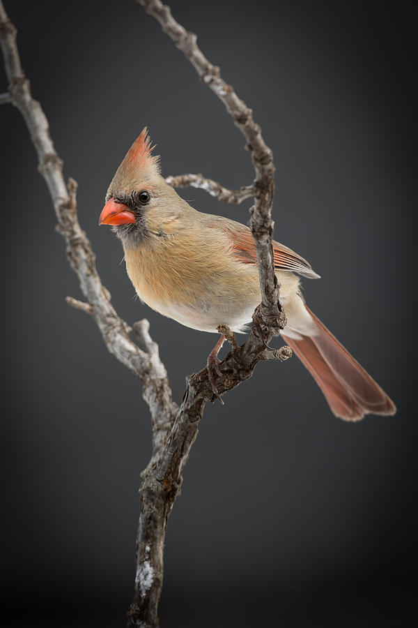 Cardinal Photograph - Miss Cardinal #1 by Larry Pacey