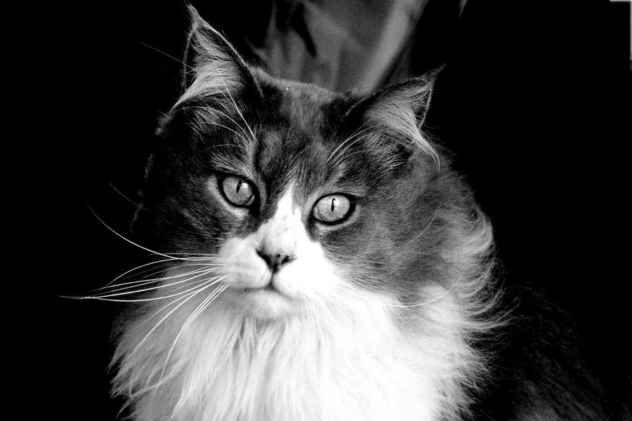 Cat Photograph - Miss Kitty Portrait II BW by Lesa Fine
