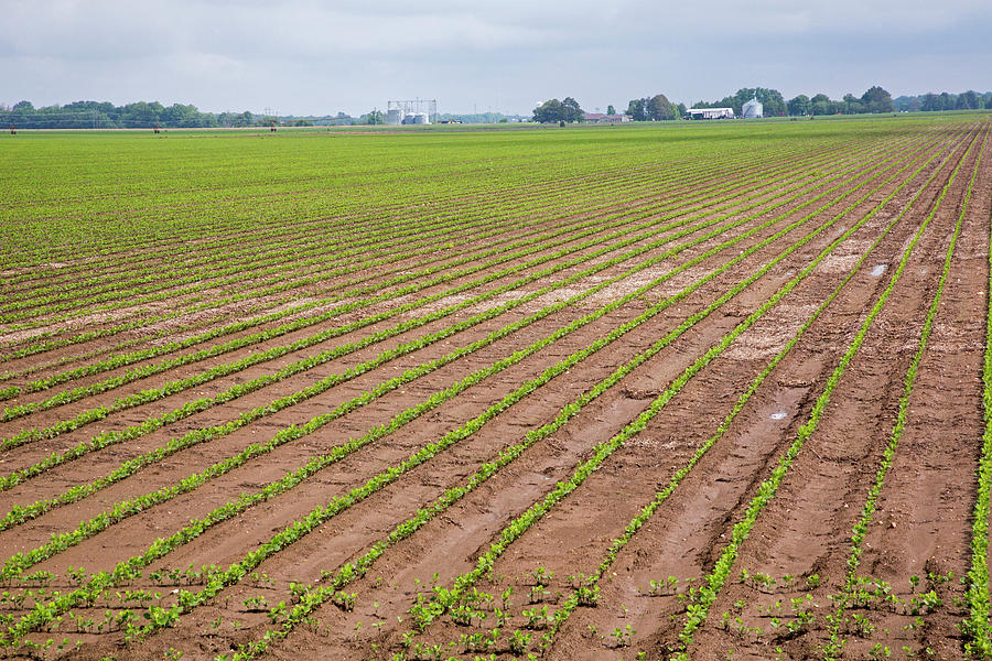 Mississippi Delta Farmland #1 Photograph by Jim West