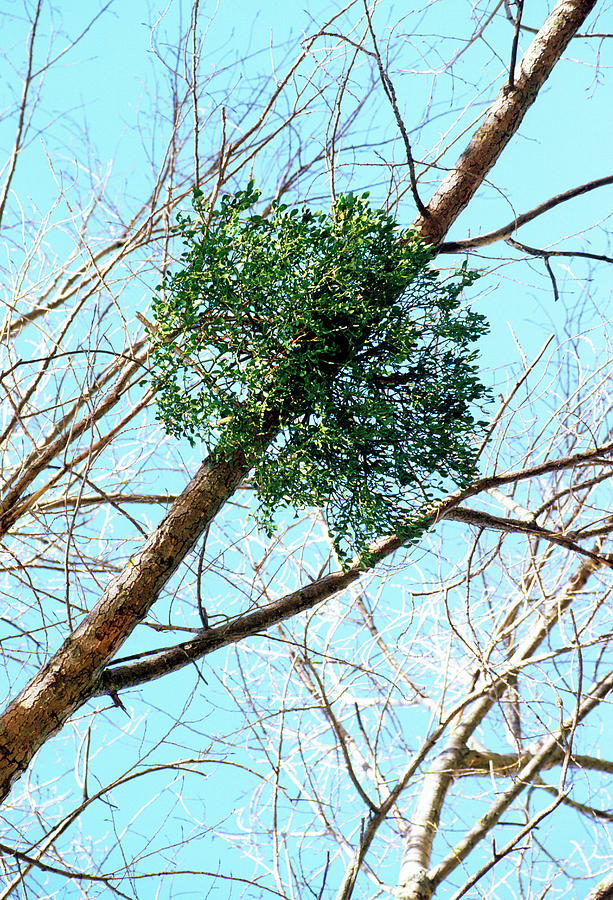Mistletoe (viscum Album) #1 Photograph by Bruno Petriglia/science Photo Library