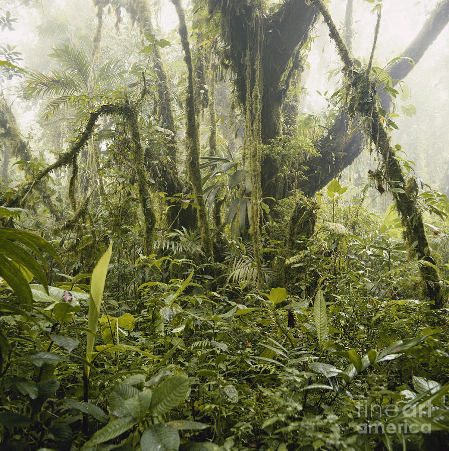 Misty Cloud Forest #3 Photograph by Gregory G Dimijian MD
