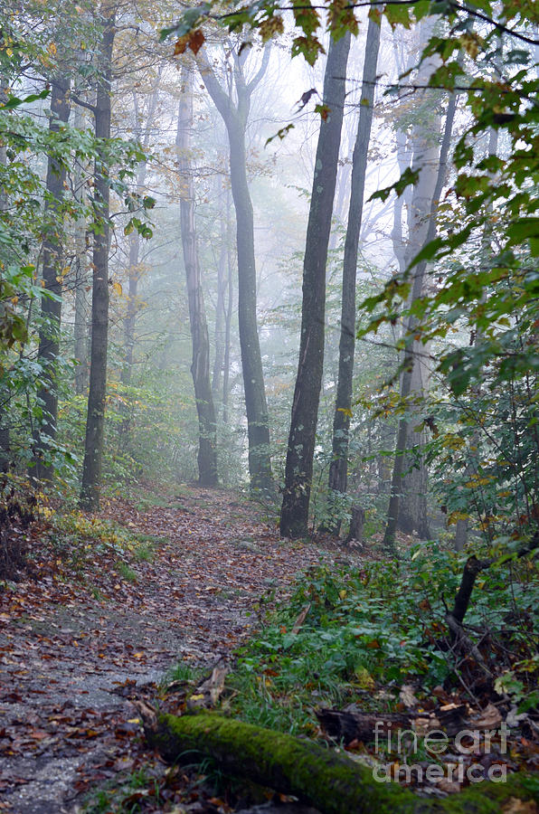 Misty Morn at Nelson Ledges #1 Photograph by Lila Fisher-Wenzel