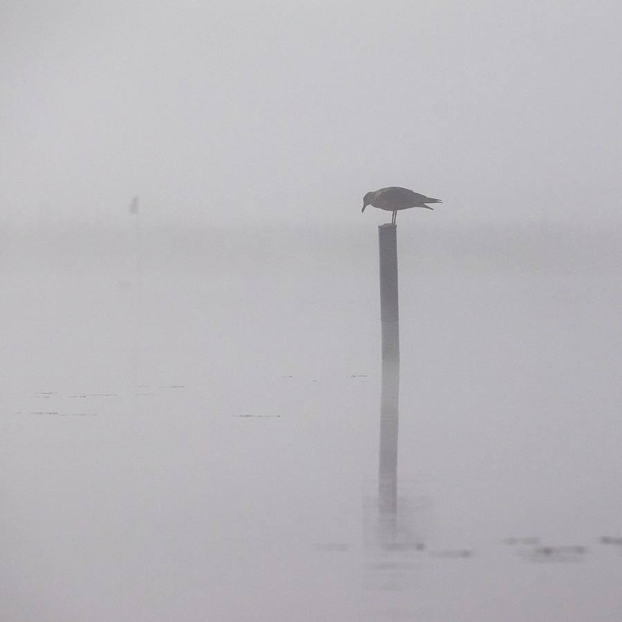 Misty Morning On A Lake Photograph