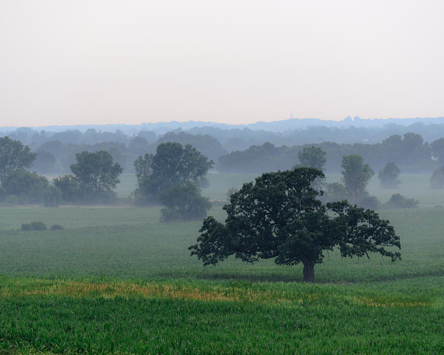 Misty Oak Photograph by Randy Scherkenbach