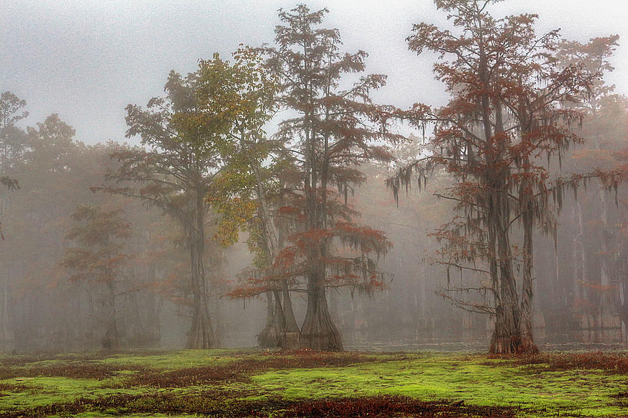 Misty Swamp #1 Photograph by Ester McGuire