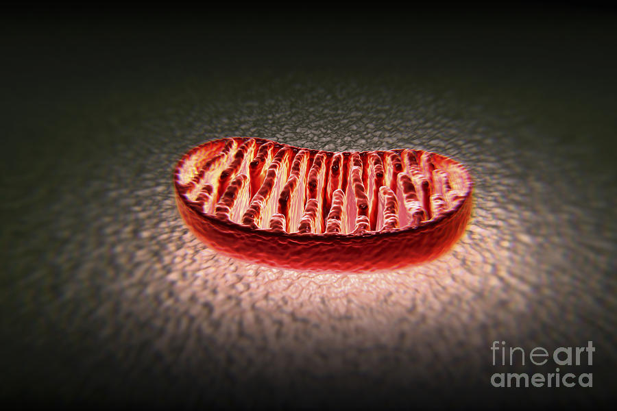 Mitochondria Cut #1 Photograph by Science Picture Co